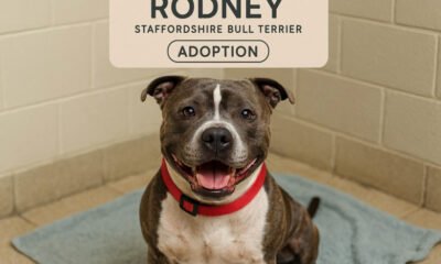 Rodney Staffordshire Bull Terrier Adoption