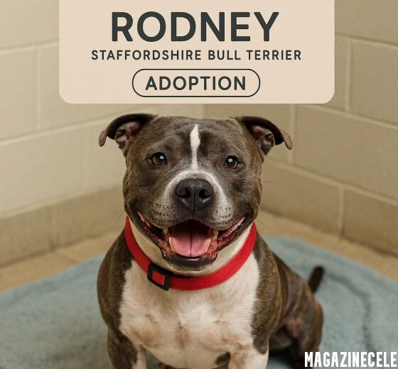 Rodney Staffordshire Bull Terrier Adoption