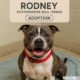 Rodney Staffordshire Bull Terrier Adoption