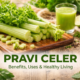 Pravi Celer: Complete Guide to Benefits, Uses, and Lifestyle