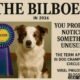 Bilboen: Bull Terrier Champion, Cultural Symbol & Digital Concept