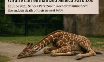 Giraffe Calf Euthanized Seneca Park Zoo