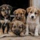 Abandoned Puppies Oxfordshire Animal Sanctuary