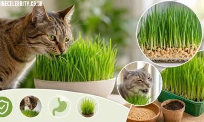 Мацина Трава (Matsina Trava): Cat Grass, Benefits, Uses, and Growing