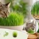 Мацина Трава (Matsina Trava): Cat Grass, Benefits, Uses, and Growing