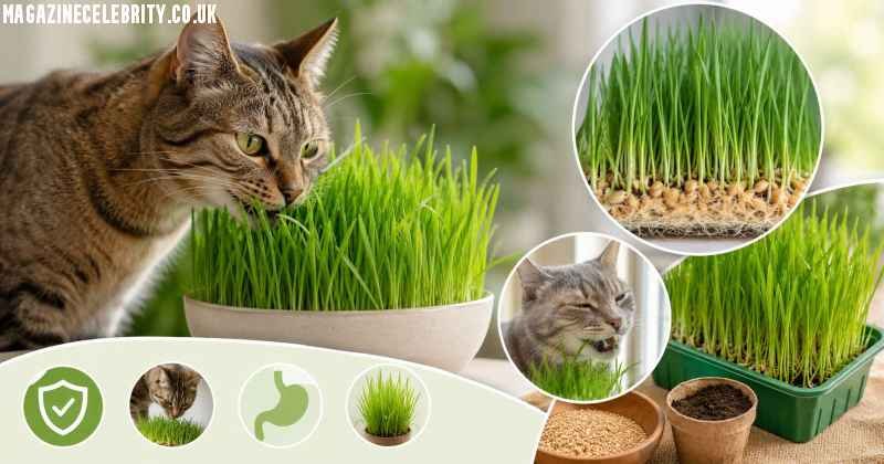Мацина Трава (Matsina Trava): Cat Grass, Benefits, Uses, and Growing