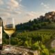 Templara Wine: The Ultimate Guide to Istria’s Flagship Malvazija