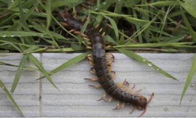 Common Garden and Household Pests Every Homeowner Should Know
