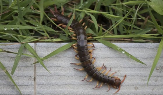 Common Garden and Household Pests Every Homeowner Should Know