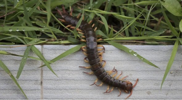 Common Garden and Household Pests Every Homeowner Should Know