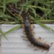Common Garden and Household Pests Every Homeowner Should Know