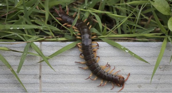 Common Garden and Household Pests Every Homeowner Should Know