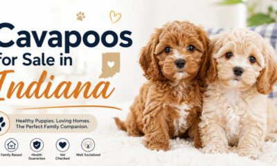 Cavapoos for Sale in Indiana – What You Need to Know