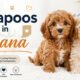 Cavapoos for Sale in Indiana – What You Need to Know